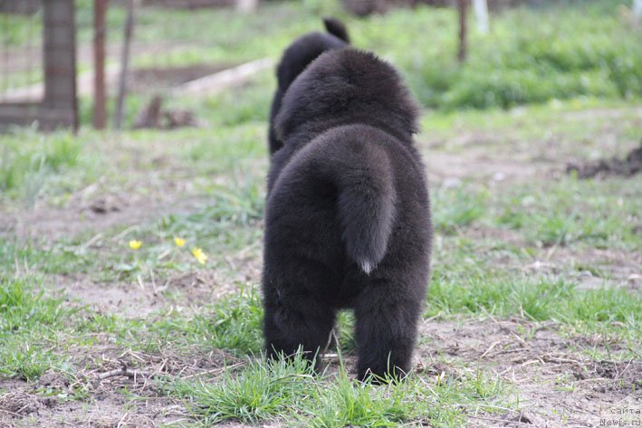 Фото: ньюфаундленд Dushechka s Berega Dona (Душечка с Берега Дона)