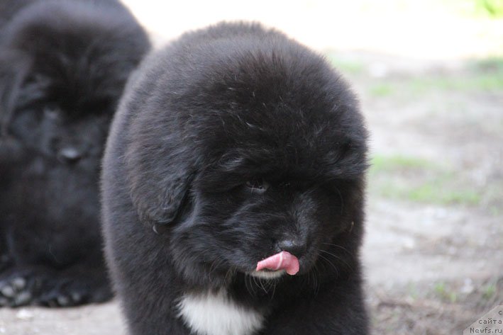 Фото: ньюфаундленд Dushechka s Berega Dona (Душечка с Берега Дона)