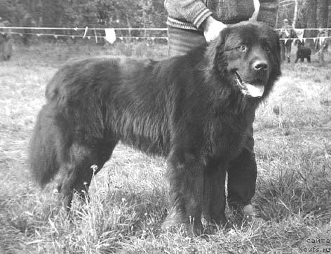 Фото: ньюфаундленд Gil'yas Rayt (Гильяс Райт)