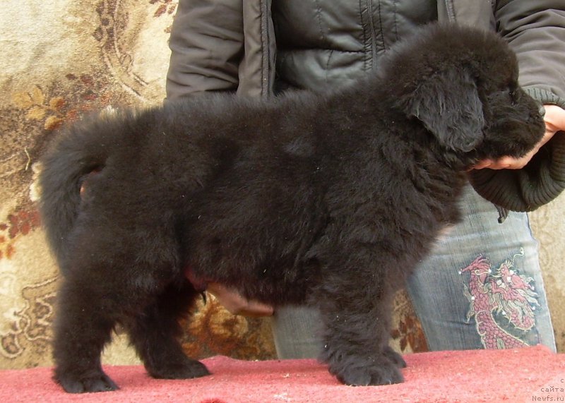 Фото: ньюфаундленд Velyke Malyatko Zholud' Nadij