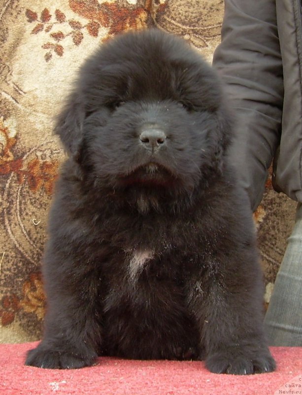 Фото: ньюфаундленд Velyke Malyatko Zholud' Nadij