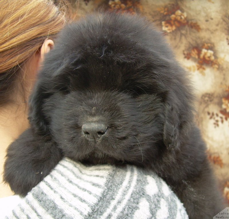 Фото: ньюфаундленд Velyke Malyatko Zholud' Nadij