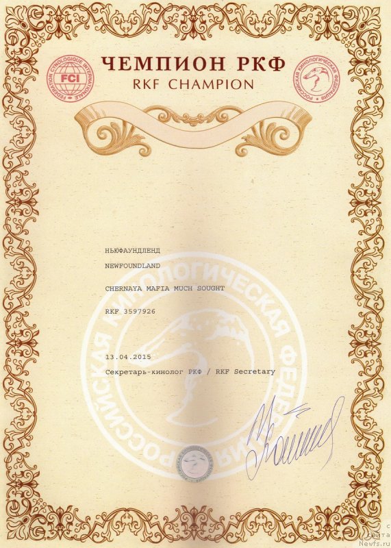 Фото: ньюфаундленд Chernaya Mafia Much Sought (Черная Мафия Муч Соугхт)