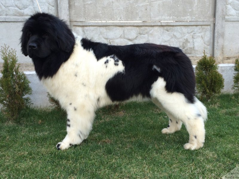 Фотография № 179435