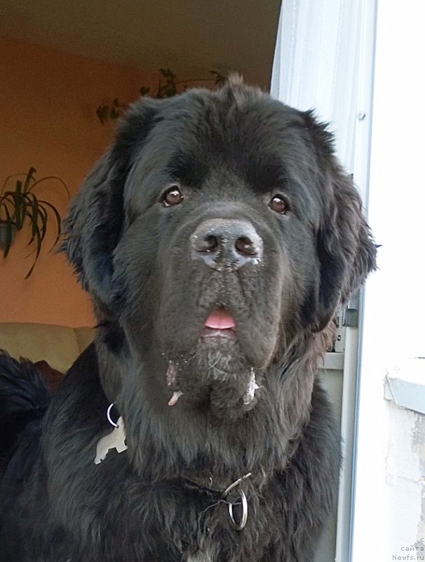 Фото: ньюфаундленд Beguschaya po Volnam Сhart Topper (Бегущая по Волнам Чарт Топпер)