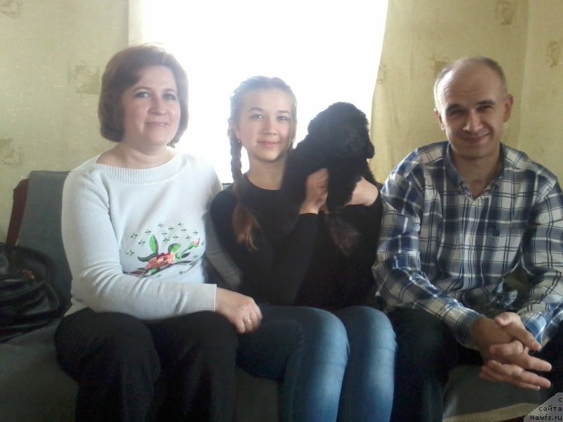 Фото: ньюфаундленд CHernyiy Balu Elisey (Черный Балу Елисей)