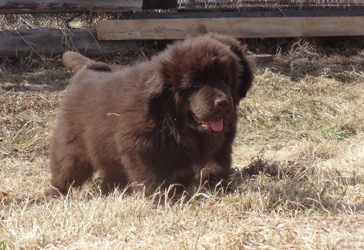 Фото: ньюфаундленд N'yufort Vesna Lyubvi (Ньюфорт Весна Любви)