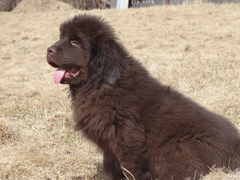 Фото: ньюфаундленд N'yufort Vesna Lyubvi (Ньюфорт Весна Любви)