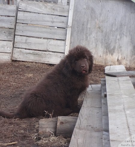 Фото: ньюфаундленд N'yufort Vesna Lyubvi (Ньюфорт Весна Любви)