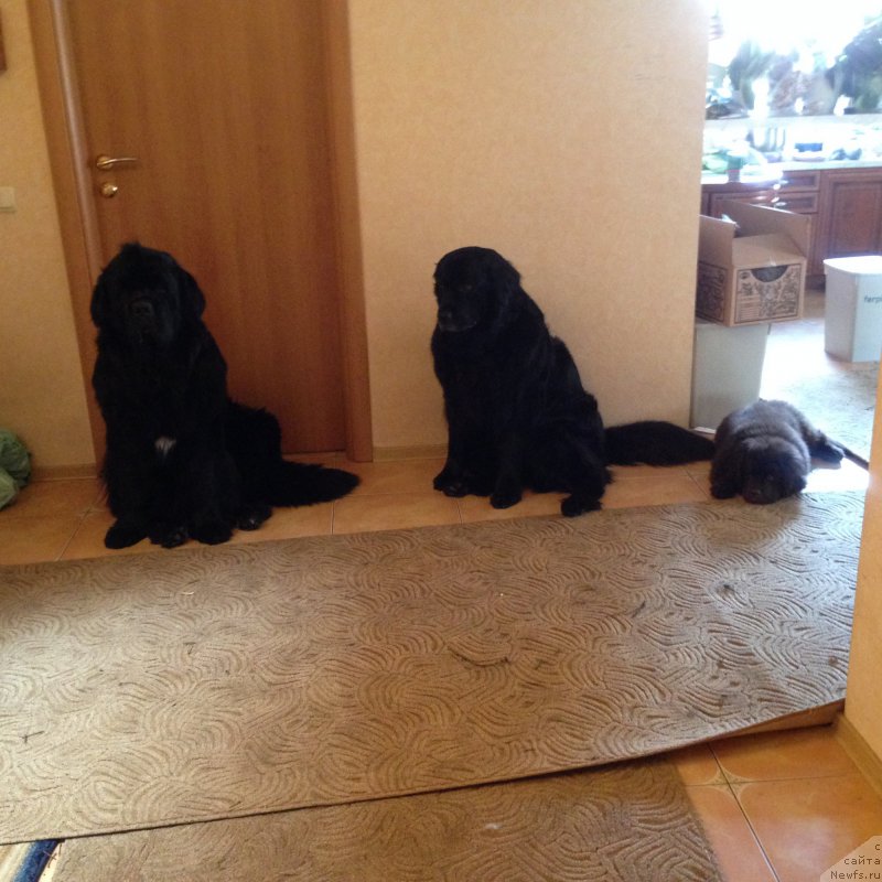 Фотография № 179472