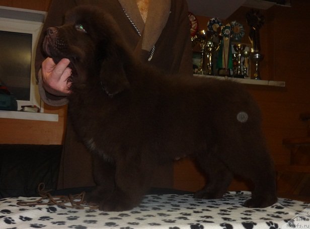 Фото: ньюфаундленд N'yufort Vesna Lyubvi (Ньюфорт Весна Любви)