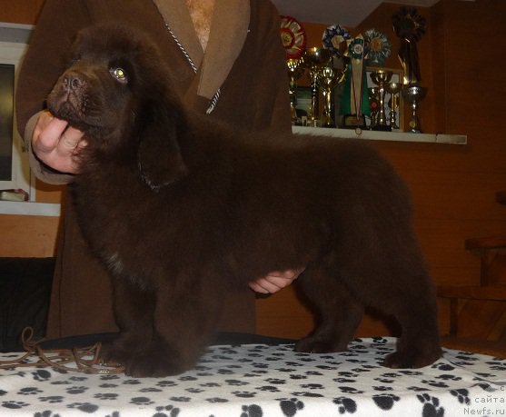 Фото: ньюфаундленд N'yufort Vesna Lyubvi (Ньюфорт Весна Любви)