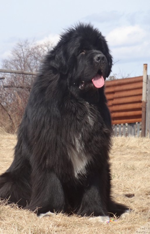 Фото: ньюфаундленд Promise To Love Midnight Bear (Promise To Love Midnight Bear)