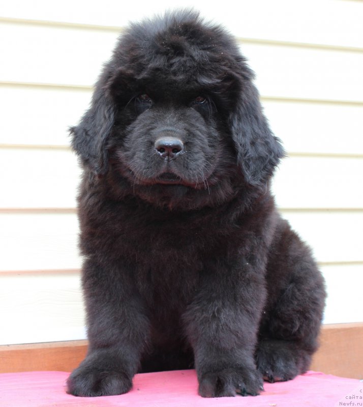 Фото: ньюфаундленд Cezar' Pobeditel' (Цезарь Победитель)