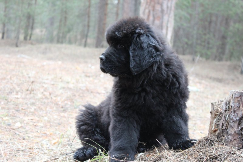 Фото: ньюфаундленд Cezar' Pobeditel' (Цезарь Победитель)