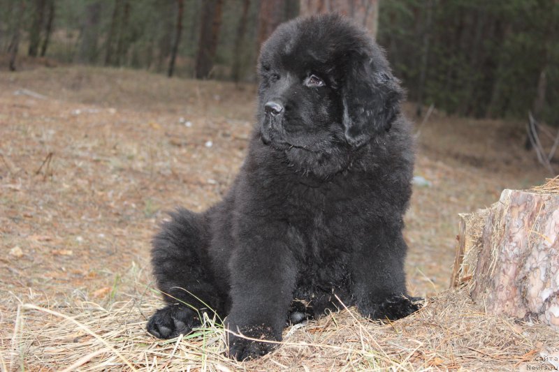 Фото: ньюфаундленд Cezar' Pobeditel' (Цезарь Победитель)