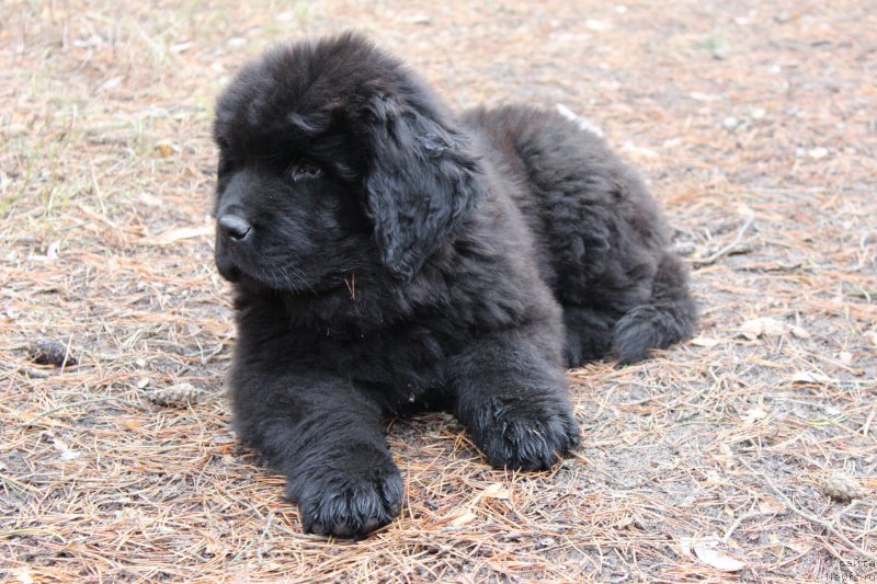 Фото: ньюфаундленд Cezar' Pobeditel' (Цезарь Победитель)