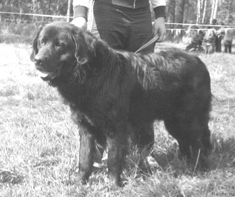 Фото: ньюфаундленд Mergyu Falun (Мергю Фалун)