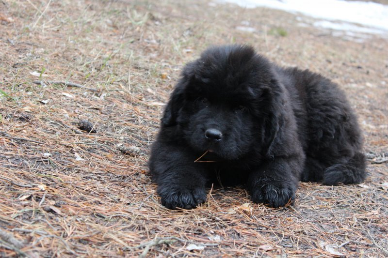Фото: ньюфаундленд Cezar' Pobeditel' (Цезарь Победитель)