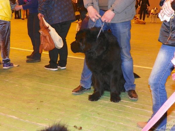 Фото: ньюфаундленд Dar Svezyi Sii YEnd YEdmire (Дар Свезы Сии Энд Эдмире)
