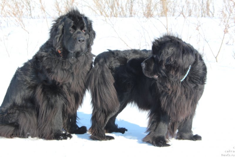 Фото: ньюфаундленд Gloriya Grand Blek (Глория Гранд Блек), ньюфаундленд Neretum Tribe Xagrid