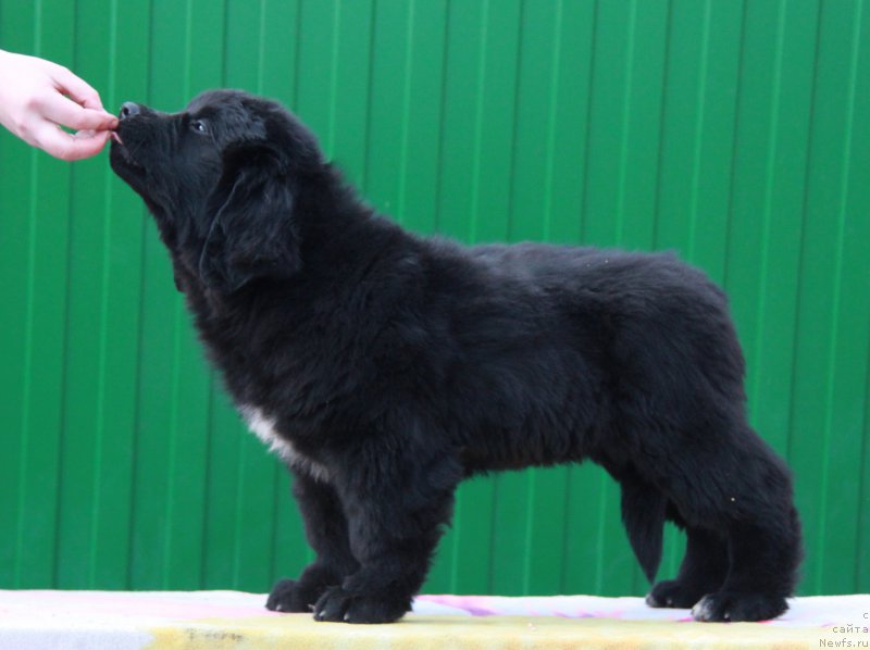 Фото: ньюфаундленд Akvian Song Prekrasnaya Markiza (Аквиан Сонг Прекрасная Маркиза)