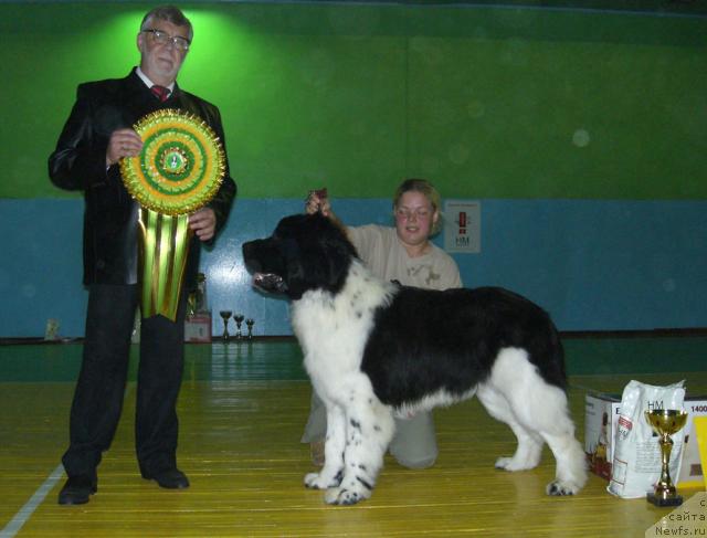 Фото: ньюфаундленд Lik Luchezarny s Berega Dona (Лик Лучезарный с Берега Дона)
