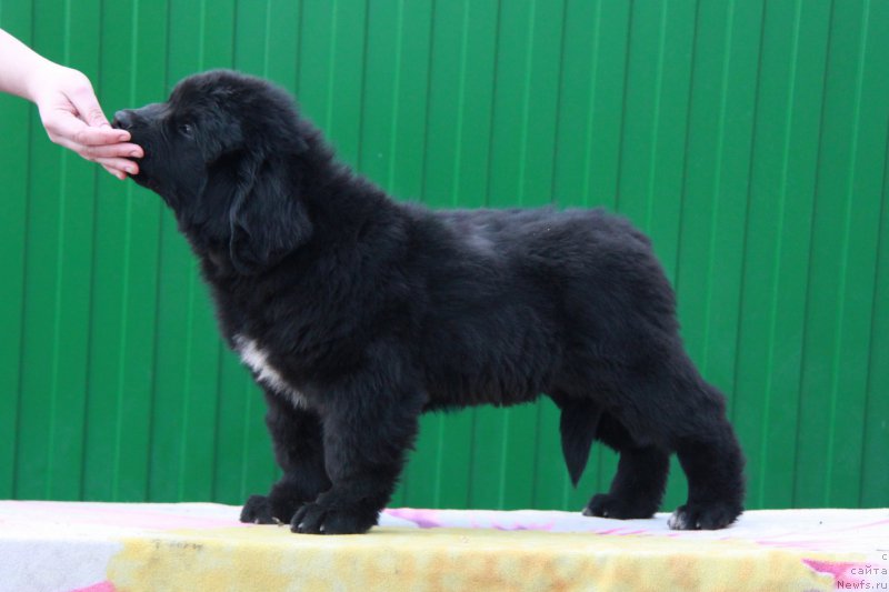 Фото: ньюфаундленд Akvian Song Prekrasnaya Markiza (Аквиан Сонг Прекрасная Маркиза)