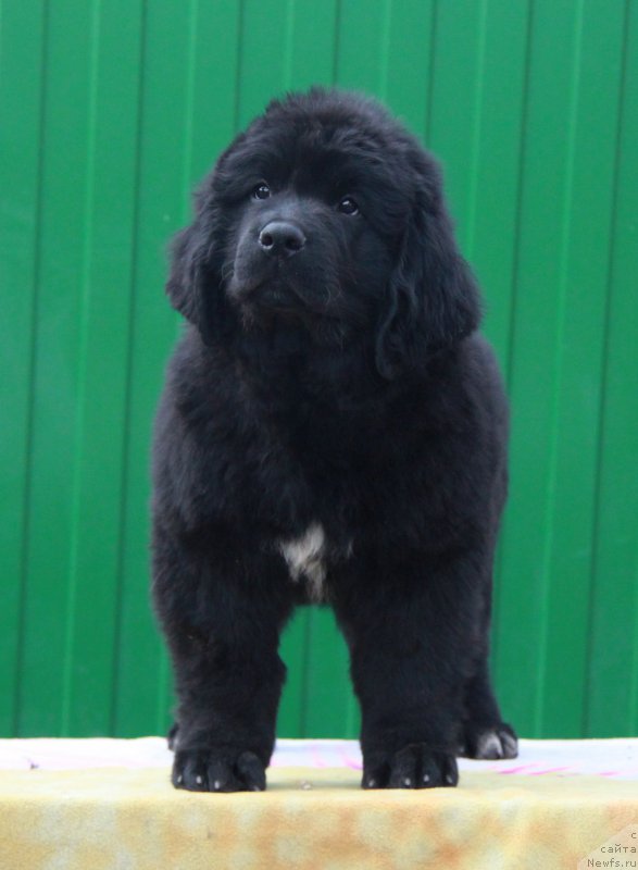 Фото: ньюфаундленд Akvian Song Prekrasnaya Markiza (Аквиан Сонг Прекрасная Маркиза)