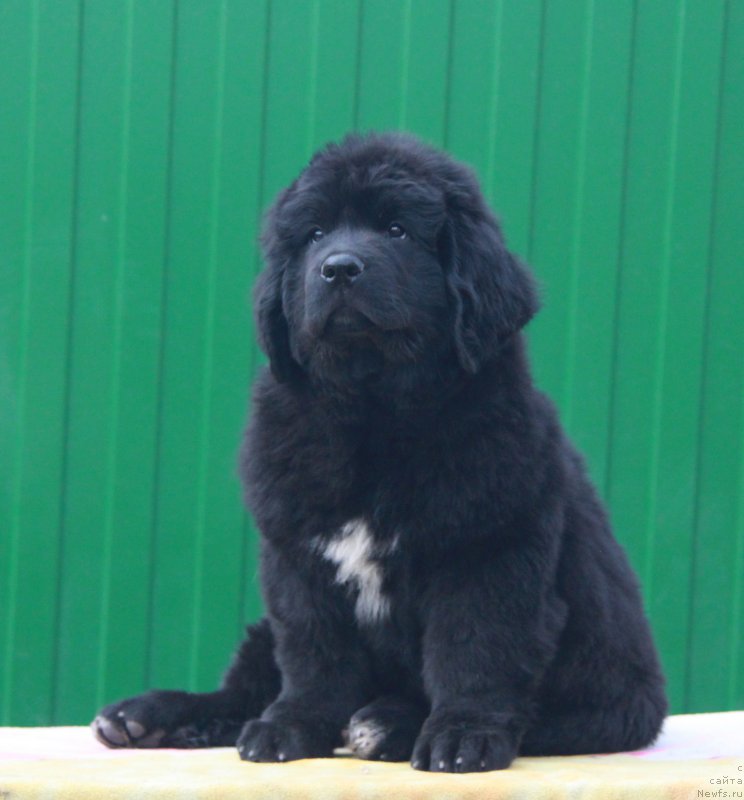 Фото: ньюфаундленд Akvian Song Prekrasnaya Markiza (Аквиан Сонг Прекрасная Маркиза)