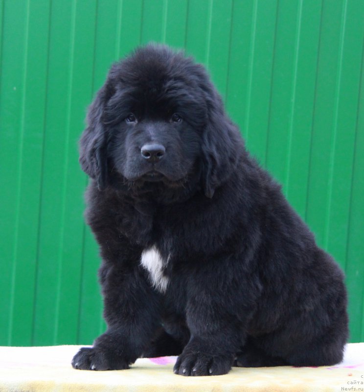 Фото: ньюфаундленд Akvian Song Prekrasnaya Markiza (Аквиан Сонг Прекрасная Маркиза)