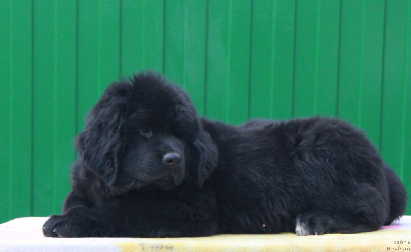 Фото: ньюфаундленд Akvian Song Prekrasnaya Markiza (Аквиан Сонг Прекрасная Маркиза)