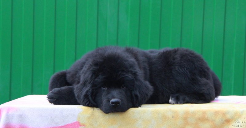 Фото: ньюфаундленд Akvian Song Prekrasnaya Markiza (Аквиан Сонг Прекрасная Маркиза)