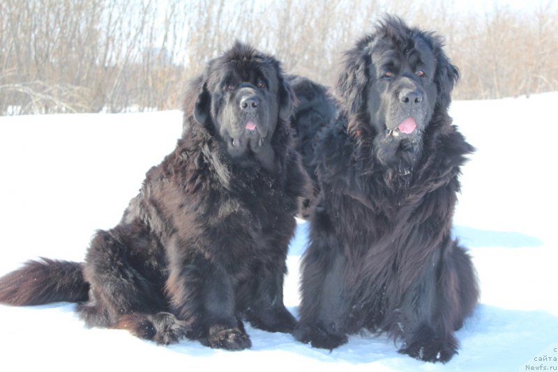 Фото: ньюфаундленд YAntarnaya Mechta (Янтарная Мечта), ньюфаундленд Gloriya Grand Blek (Глория Гранд Блек)
