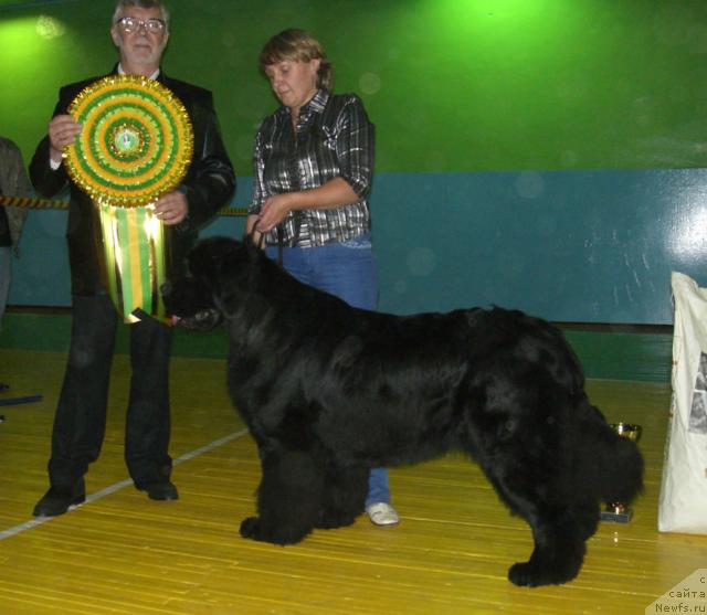 Фото: ньюфаундленд Shon O'Konnori Agent 007 (Шон О'Коннори Агент 007)