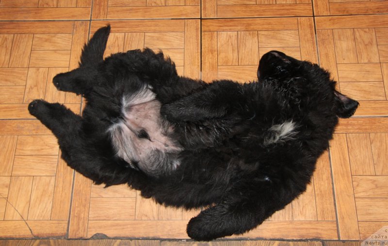 Фото: ньюфаундленд Akvian Song Performans (Аквиан Сонг Перформанс)