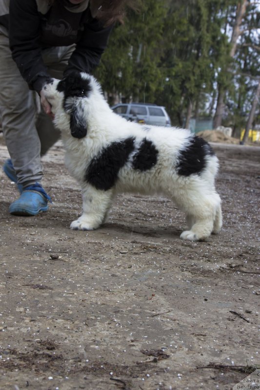 Фото: ньюфаундленд Genri Korol From Russia Bear (Генри Король фром Рашн Беар)