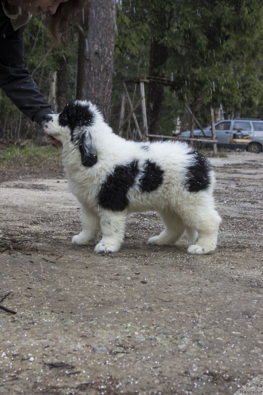 Фото: ньюфаундленд Genri Korol From Russia Bear (Генри Король фром Рашн Беар)