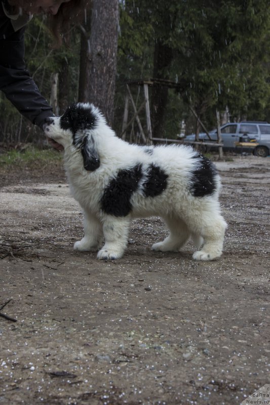 Фото: ньюфаундленд Genri Korol From Russia Bear (Генри Король фром Рашн Беар)