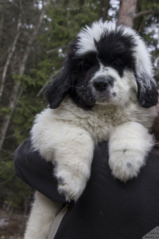 Фото: ньюфаундленд Genri Korol From Russia Bear (Генри Король фром Рашн Беар)