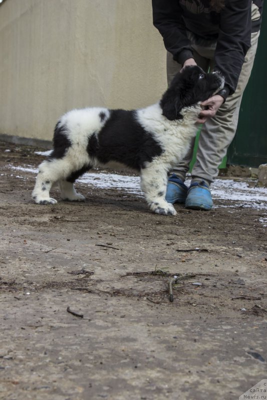 Фото: ньюфаундленд Gilmor from Rashn Bear (Гилмор фром Рашн Беар)