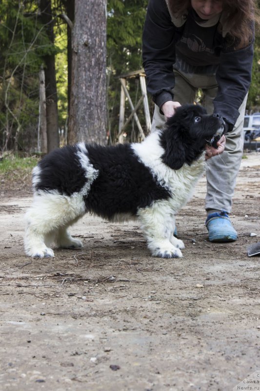 Фото: ньюфаундленд Gordon Ing'l Perikl'z from Rashn Bear (Гордон Инг'л Перикльз фром Рашн Беар)
