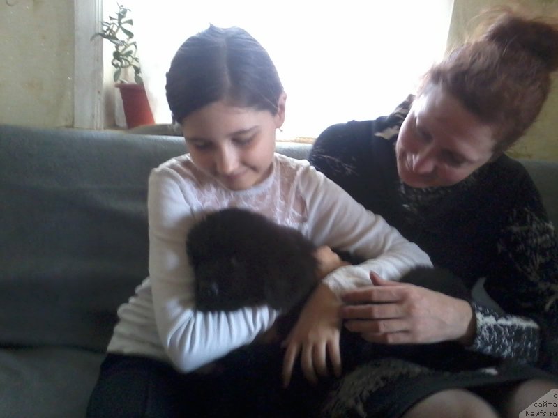 Фото: ньюфаундленд CHernyiy Balu Efrem (Черный Балу Ефрем)