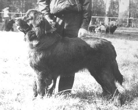 Фото: ньюфаундленд Meyut King (Меют Кинг)