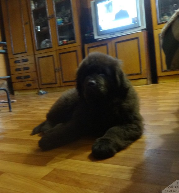 Фото: ньюфаундленд N'yufort Vesna Lyubvi (Ньюфорт Весна Любви)