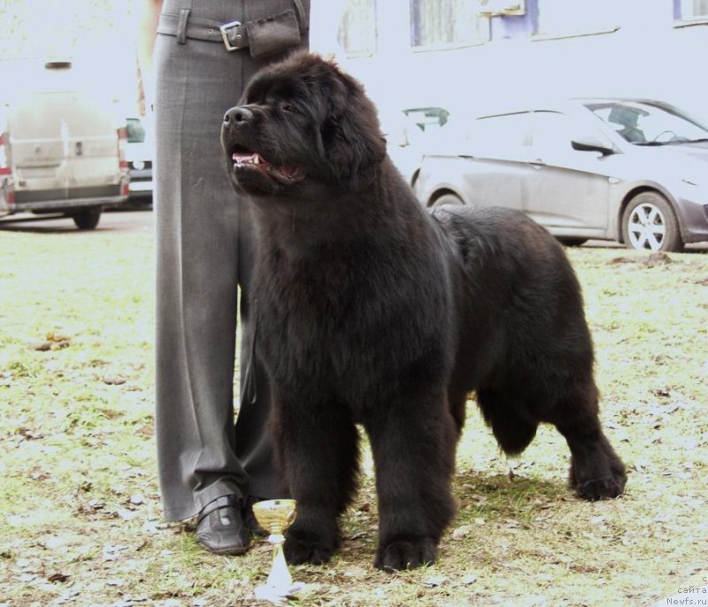 Фото: Joyeux Rodger iz Volotova - 