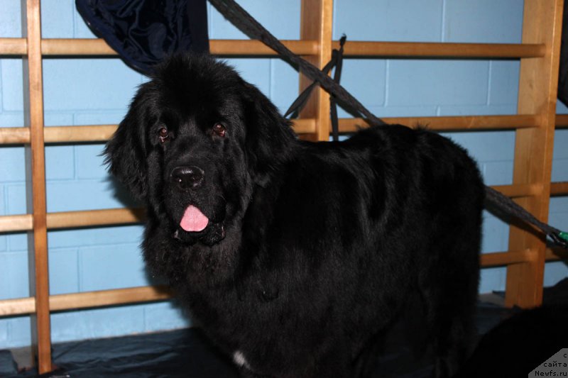 Фото: ньюфаундленд Mercedes Vialiki Miadzvedz (Мерседес Вялiкi Мядзведзь)