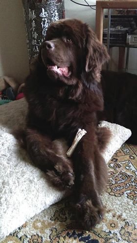 Фото: ньюфаундленд Brownblood MSK Hayes Hago (Браунблад МСК Хаиес Хаго)