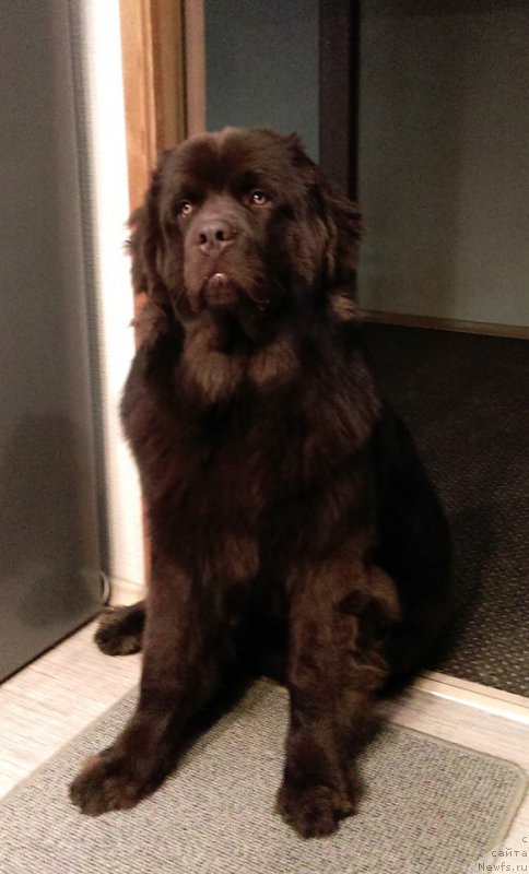 Фото: ньюфаундленд Brownblood MSK Hayes Hago (Браунблад МСК Хаиес Хаго)