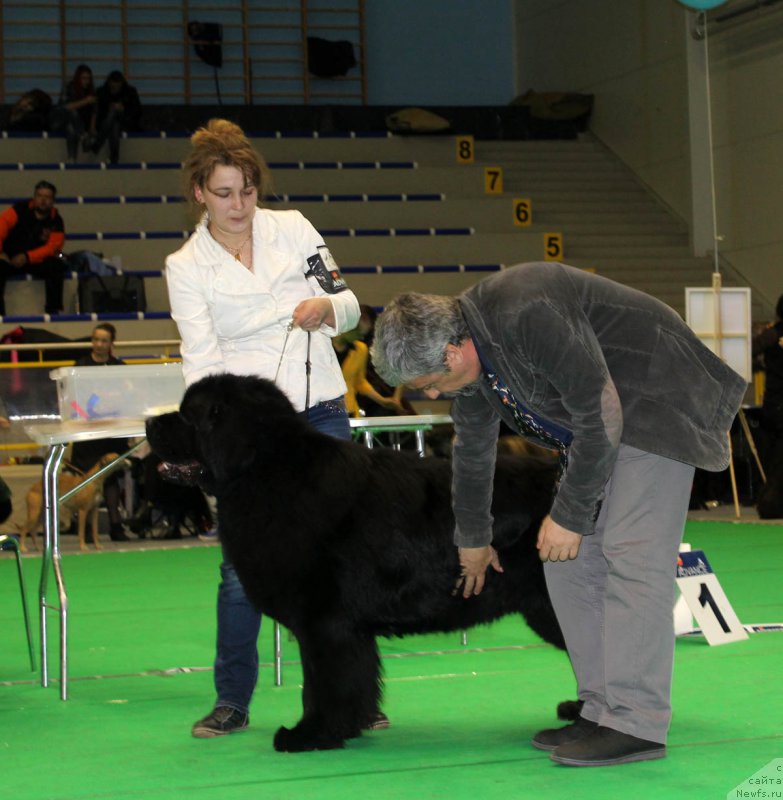 Фото: ньюфаундленд Zhdanny Syn Vialiki Miadzvedz